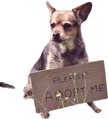 Do something to help other dogs