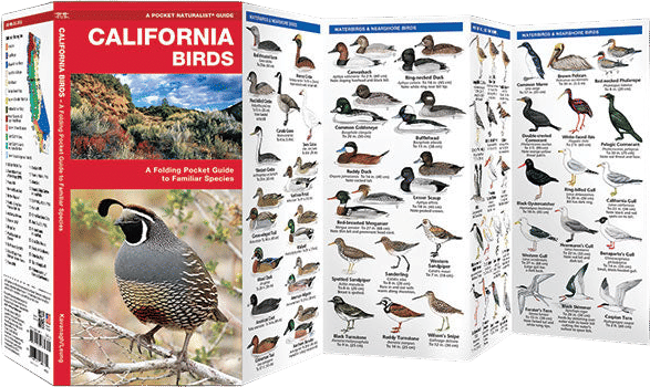 California Birds Pocket Guide