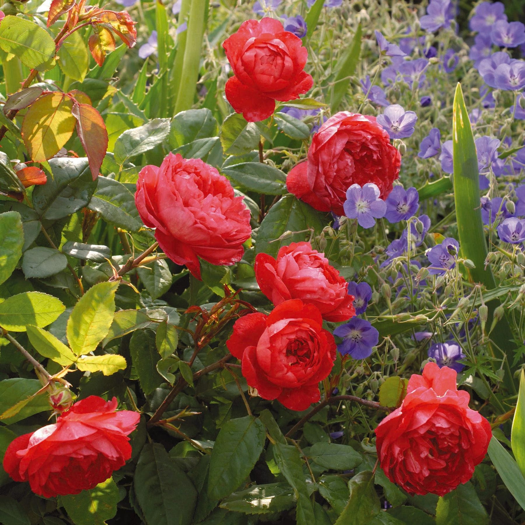 Benjamin Britten rose by David Austin