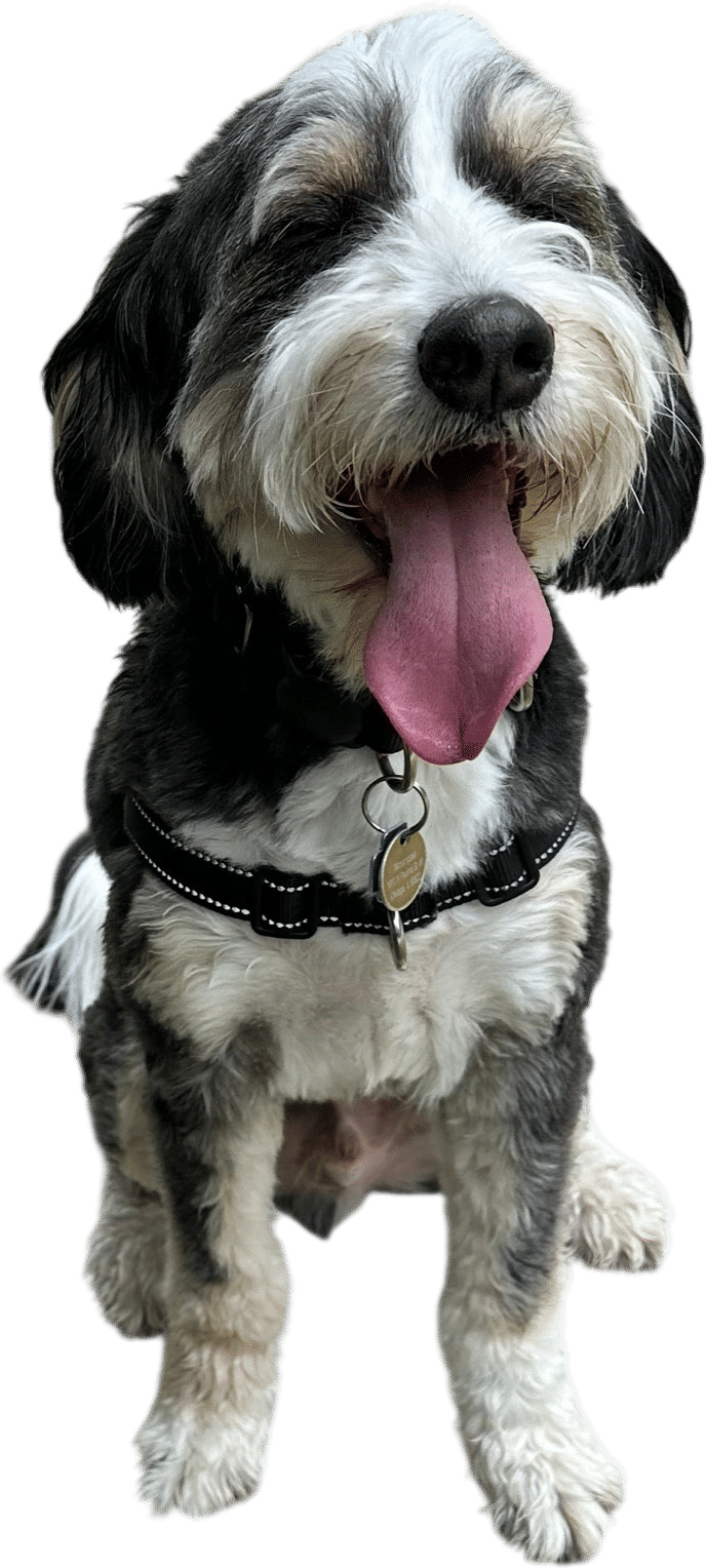 For the love of god, let your dog stop and sniff!!