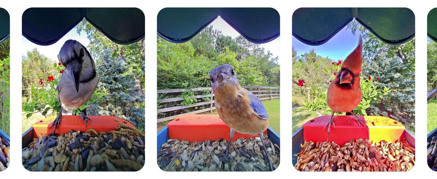 BirdBuddy feeder with camera