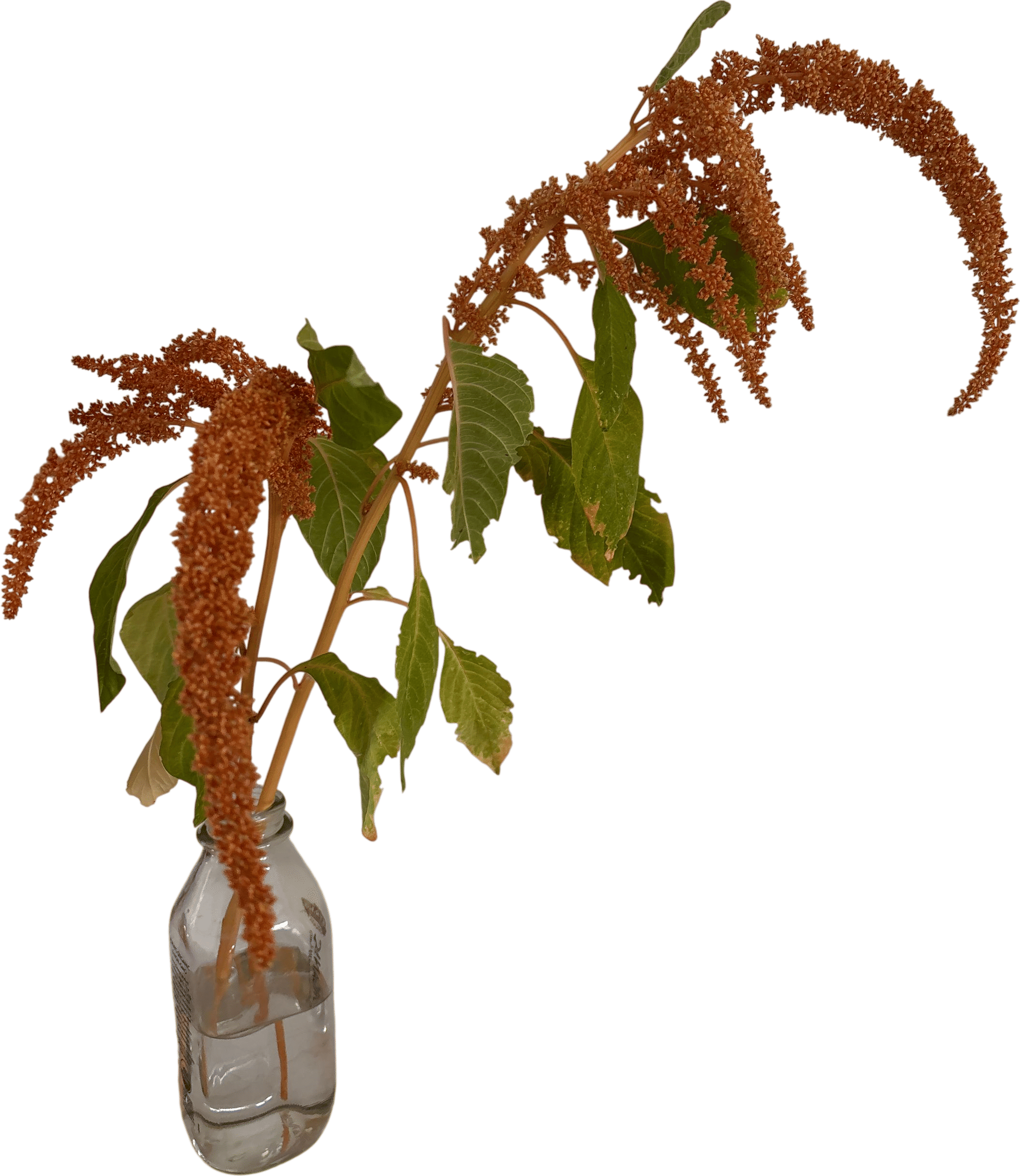 Amaranth