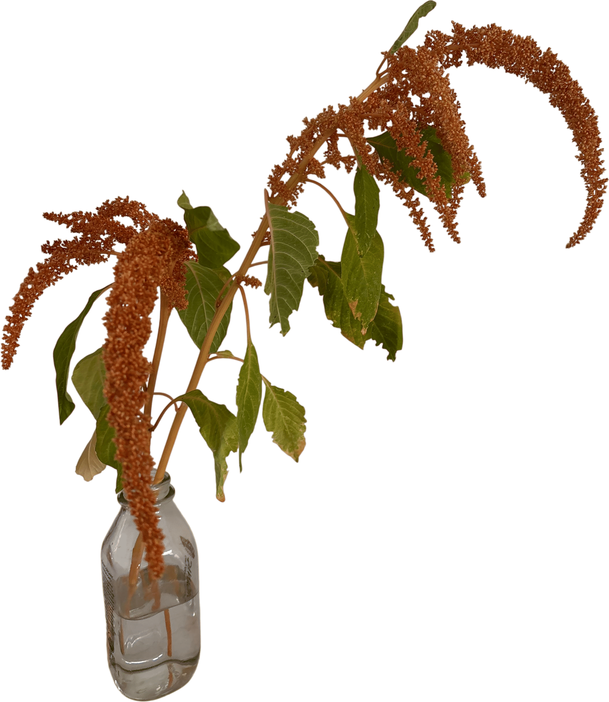 Amaranth