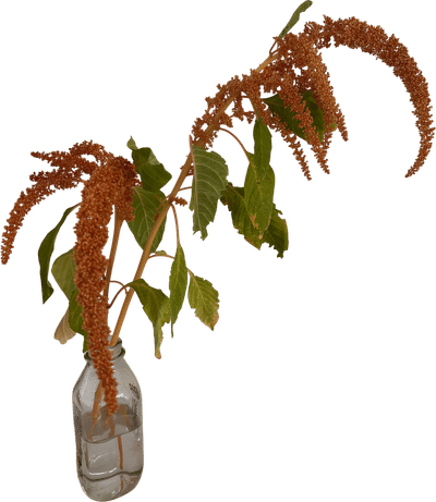Amaranth