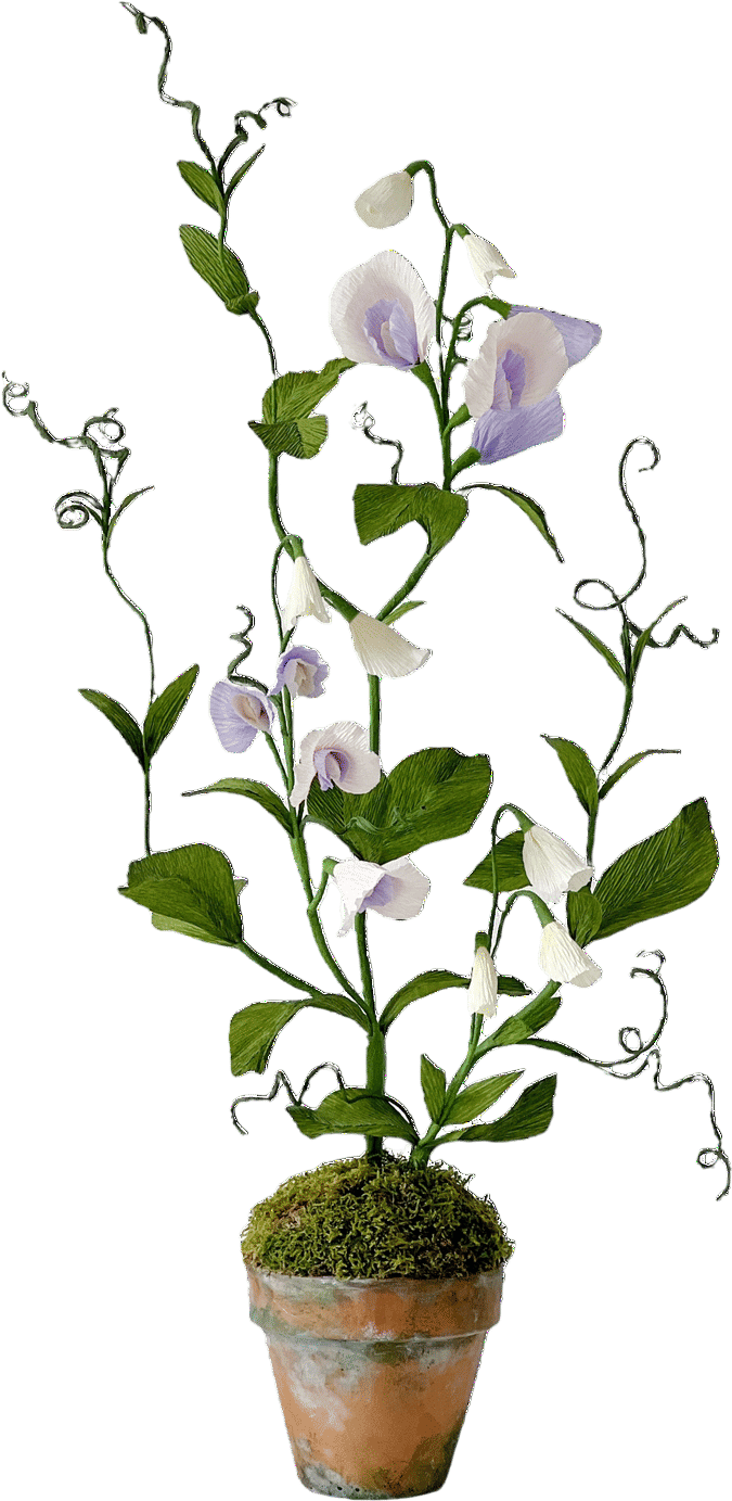 Sweet Pea Paper Plant