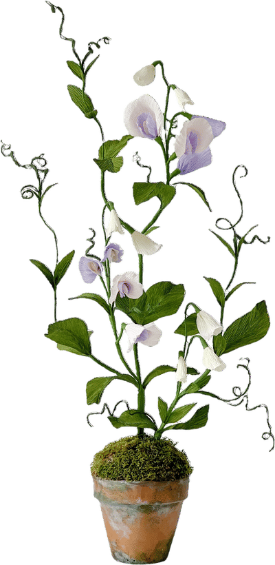 Sweet Pea Paper Plant