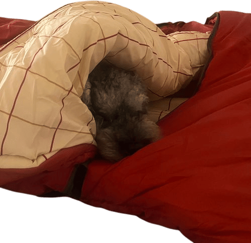 My dog likes the thing I bought