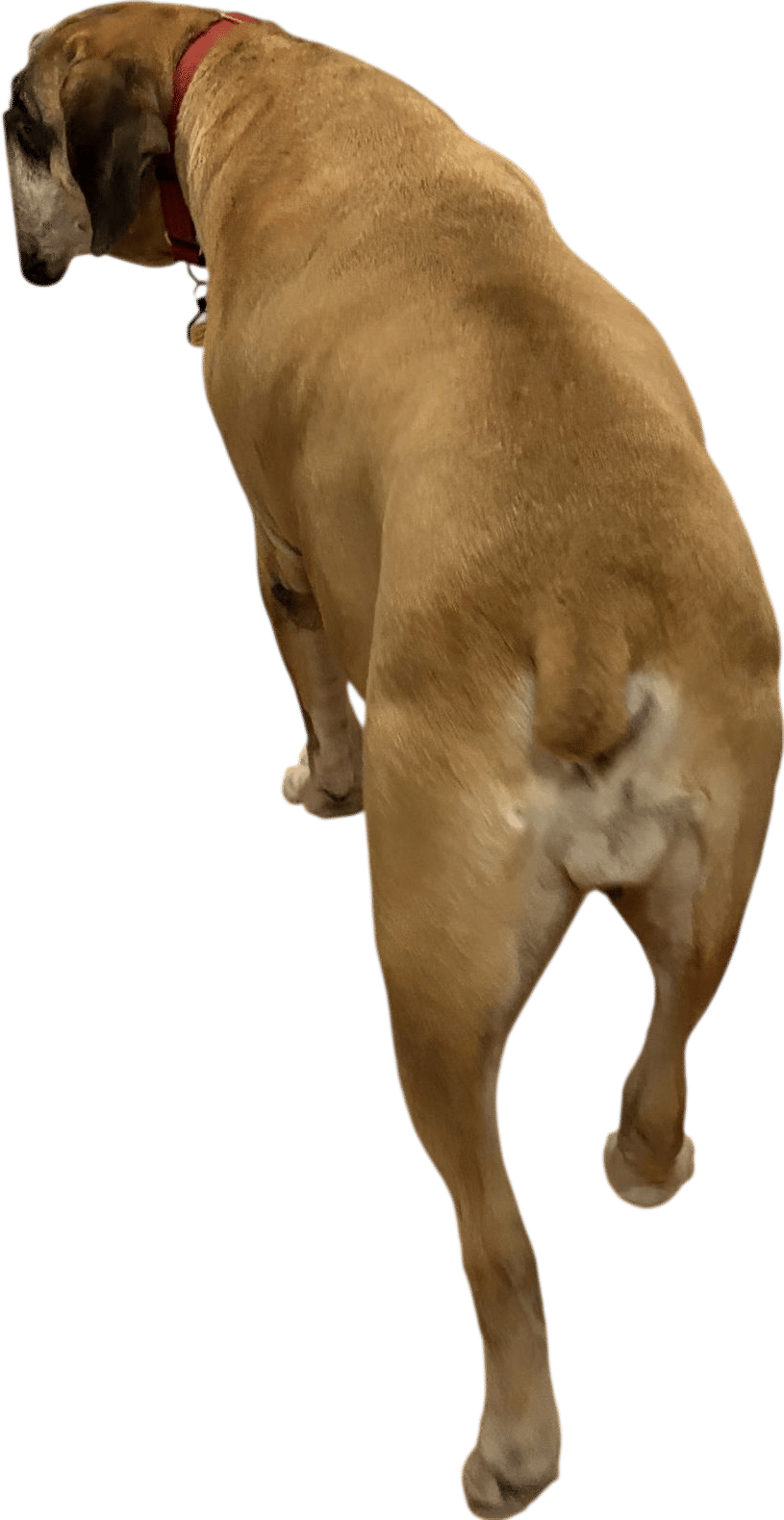 Dogs with tiny little tail nubbins