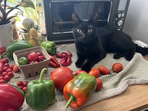 sungold tomatoes