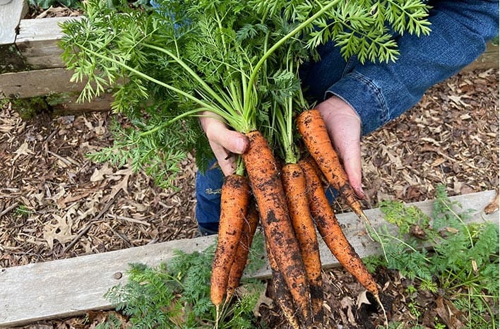Terretorial Seed Company Yaya Carrot Seeds