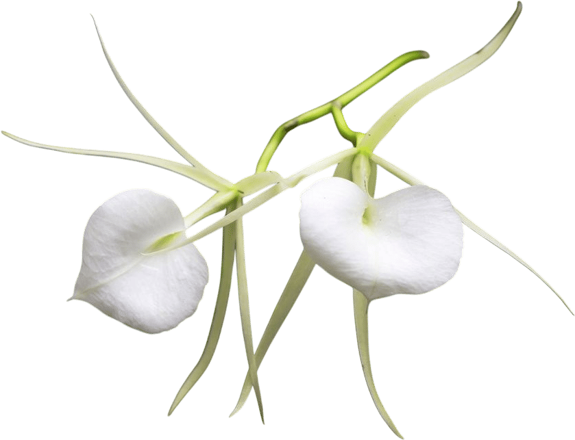 Lady of the Night Orchids