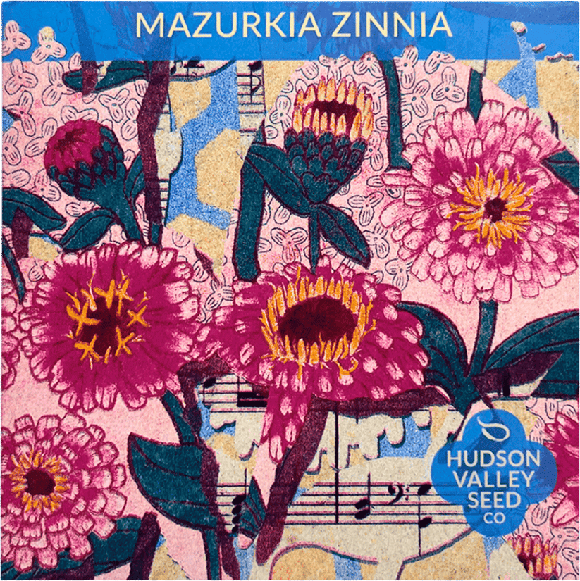 Mazurkia Zinnia (Hudson Valley Seed Co.)