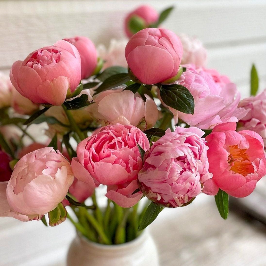 Bloom WNC