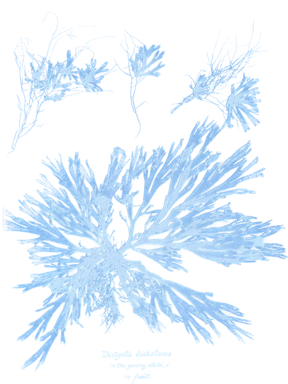 cyanotype