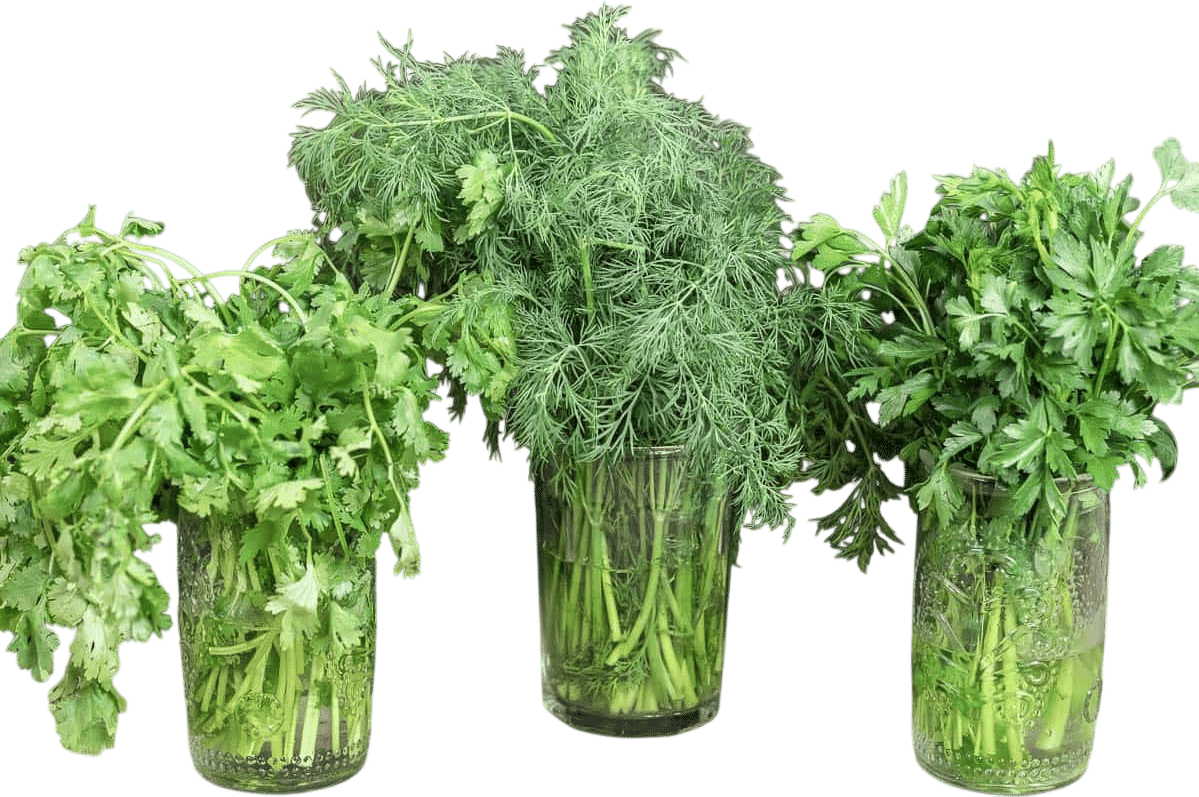 storing your store-bought herb bunches in water (especially cilantro!)