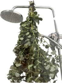 Eucalyptus in your shower