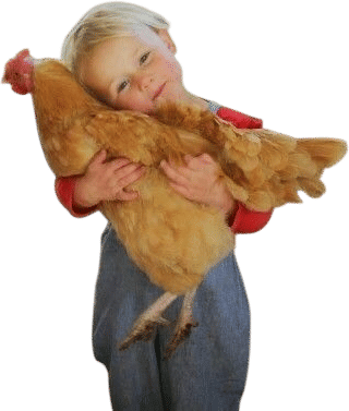 coworkers with chickens