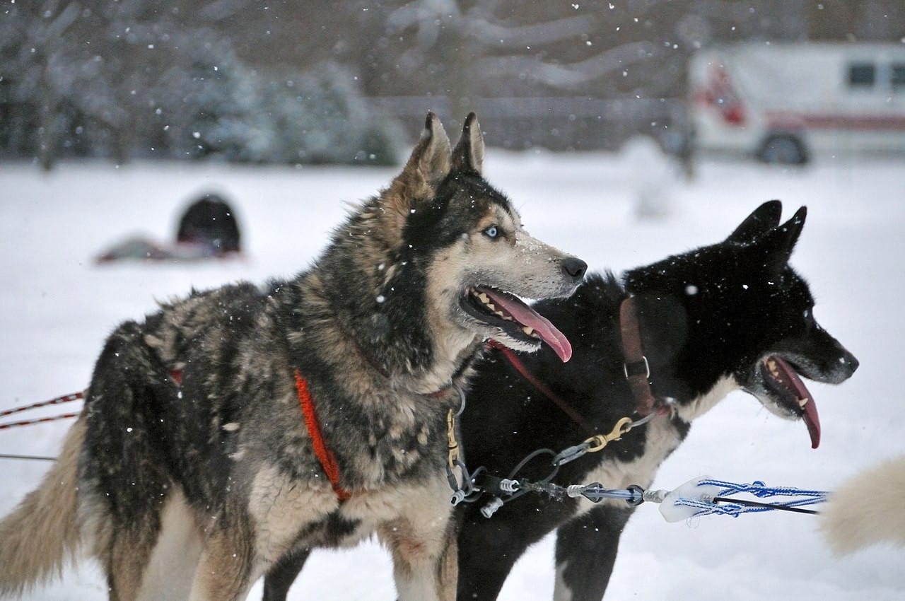 dogs