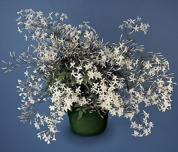 Logee's for scented blooming plants