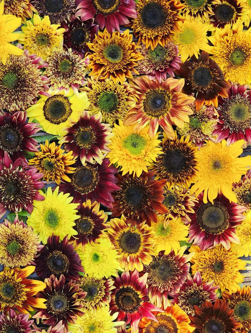 Sunflower Steve Van Gogh's Fantasy Mix