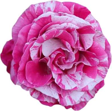 Parade Day Rose