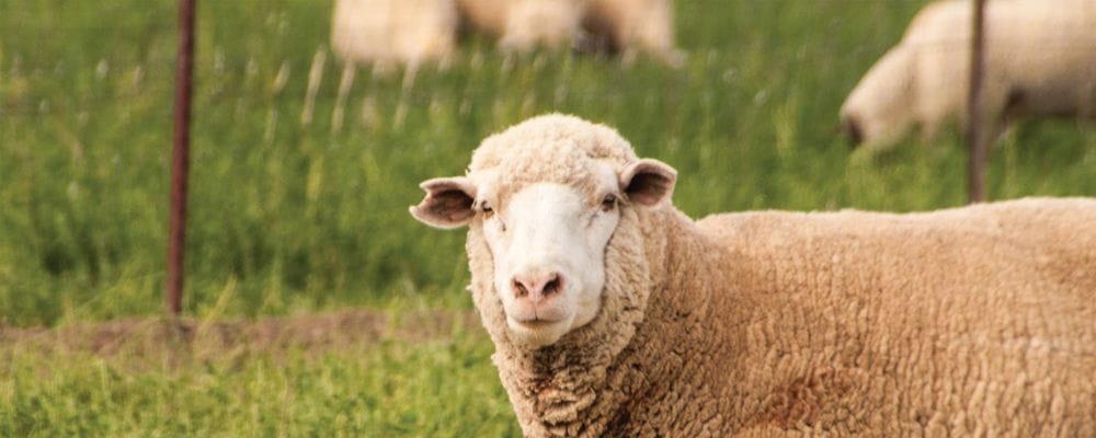 Head to toe wool in winter. layers/sweaters instead of winter coat