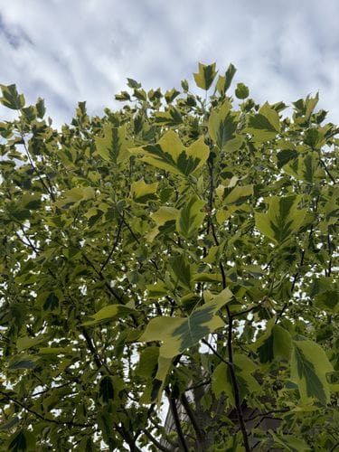 looking up in springtime!