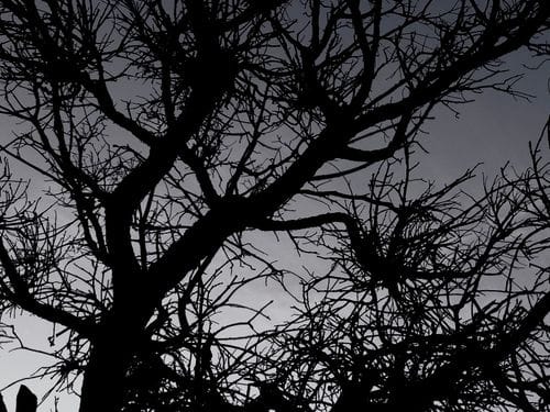 dendritic patterns