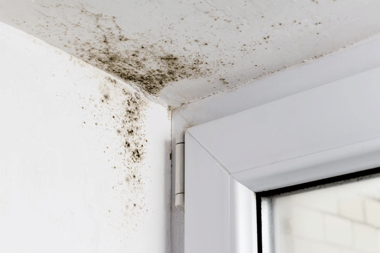Not having mold