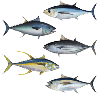 Tuna