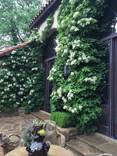 Climbing Hydrangea