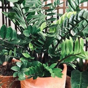 ZZ and Snake Planta