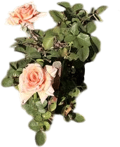 Over The Moon Roses