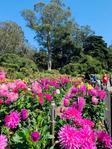july through october at the dahlia dell