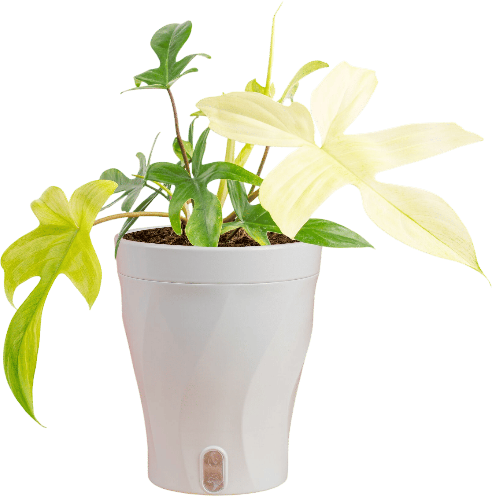 Florida ghost plant