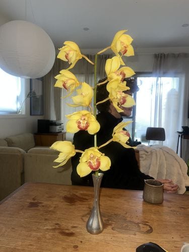 otherworldly orchids