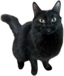 Give Me Shelter SF Cat Rescue