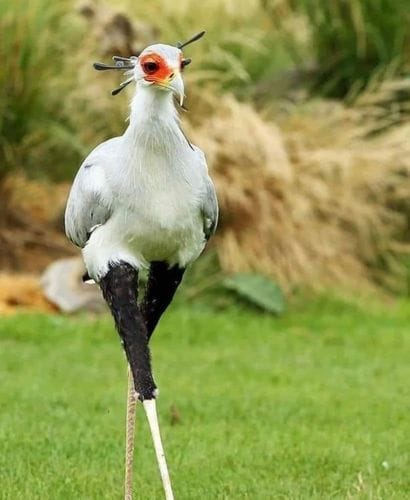 Secretary Bird