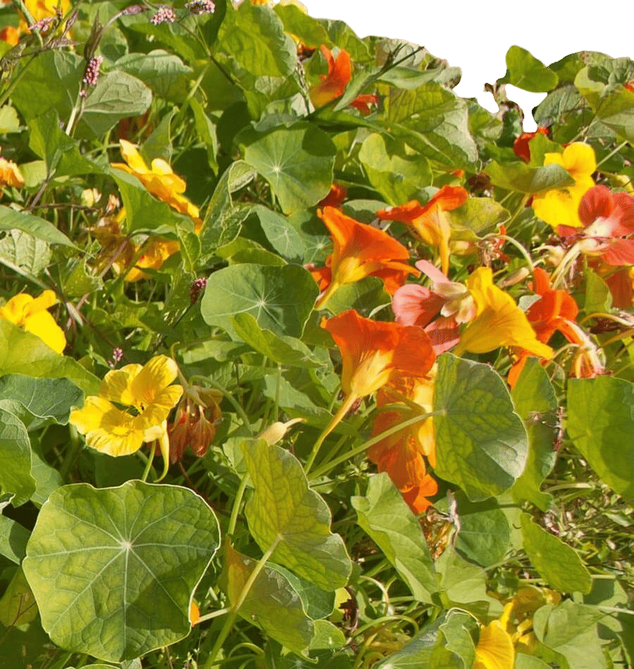 Nasturtium seeds