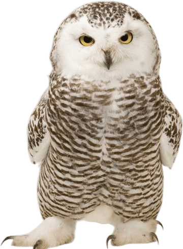 Snowy Owl