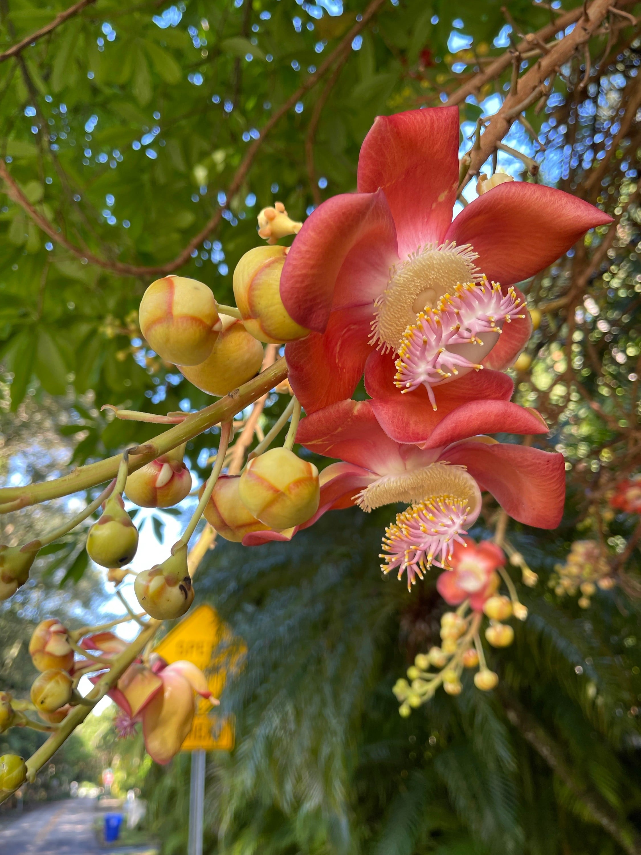 Embracing that the sub-tropics has two seasons, not four