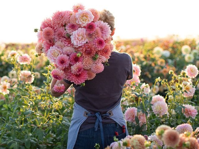 Grow Your Own Cut Flower Garden