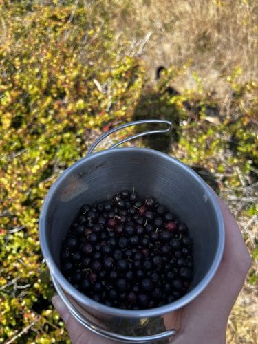 huckleberries