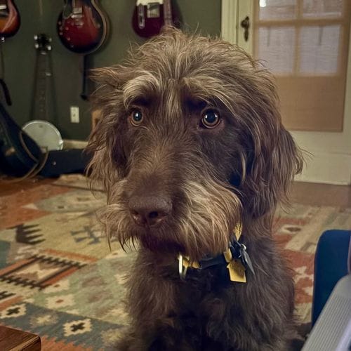 F1 Labradoodle