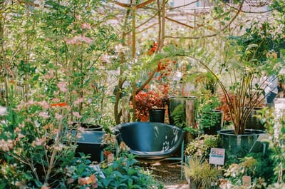 Flowerland