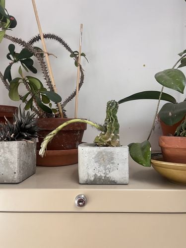 provocateur plants