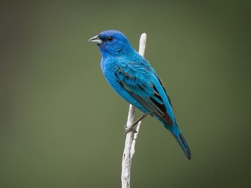 indigo bunting