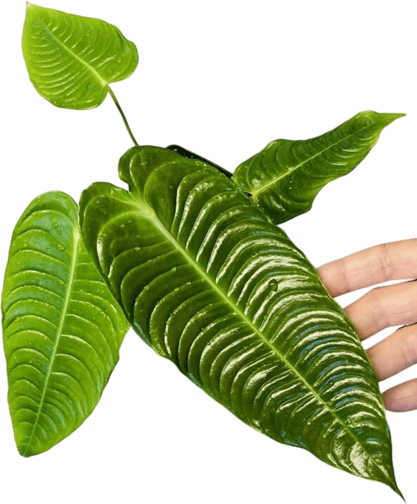 Anthurium veitchii - Narrow form - NSE Tropicals