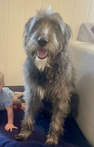 Half Irish wolfhound, half old English sheepdog