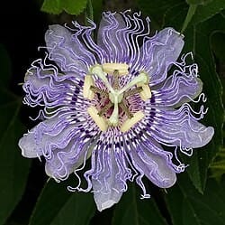 passiflora